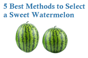 Best Methods Ways to Select a Sweet Watermelon