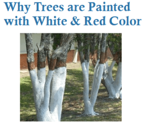 Why Trees are Painted with White and Red Color