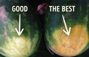 yellow field spot on watermelon